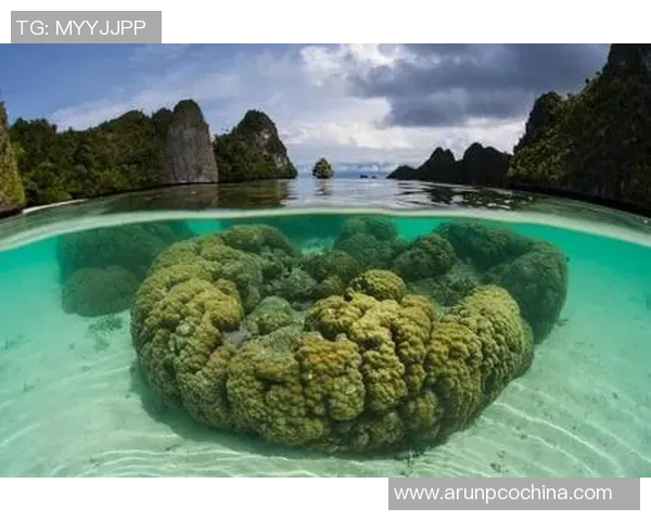 珊瑚足球：探索海洋生态与足球文化交融的奇妙旅程