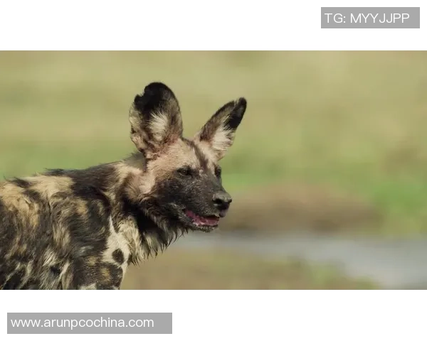 足球黑狗的传奇故事与背后不为人知的秘密揭秘